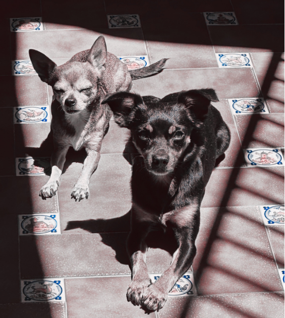 Image shows two dogs sunbathing in the yard of a family home.